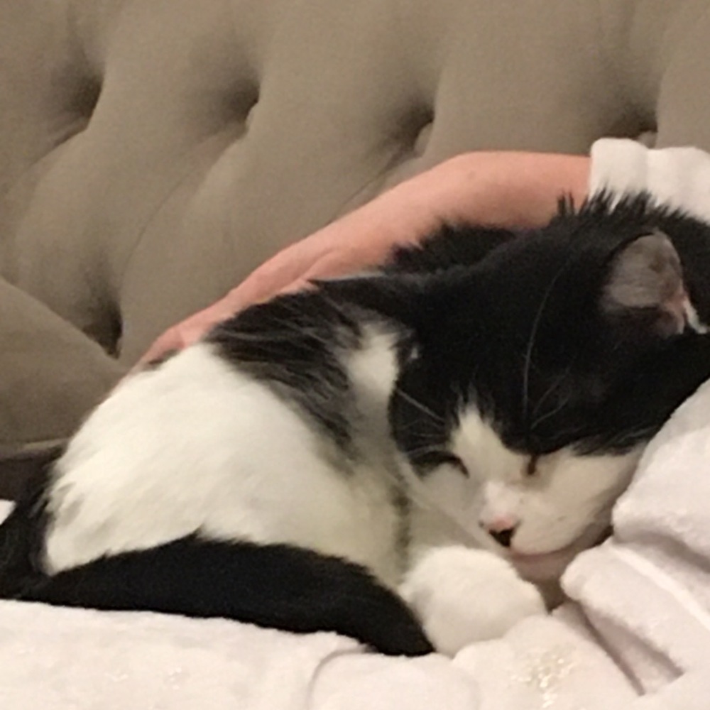 Meet your Posher, Molly